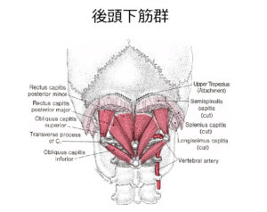 後頭下筋群