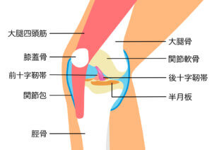 膝解剖図
